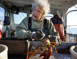 hauling lobsters